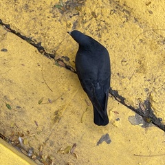 Columba livia domestica