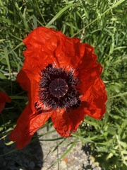 Papaver