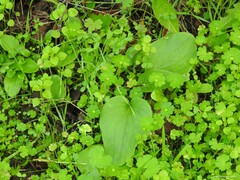 Doronicum plantagineum