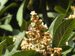 Aguna asander asander