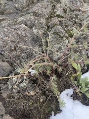 Artemisia campestris