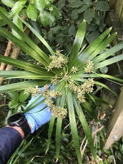 Cyperus alternifolius