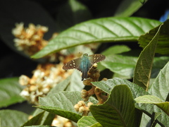 Urbanus proteus proteus