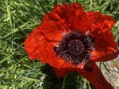 Papaver