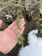 Artemisia campestris