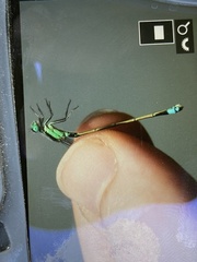 Ischnura senegalensis