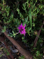 Carpobrotus modestus