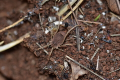 Lacinius horridus