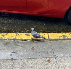 Columba livia domestica