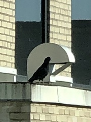 Columba livia domestica
