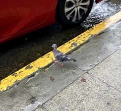 Columba livia domestica