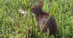 Sylvilagus palustris