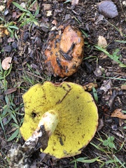 Aureoboletus flaviporus