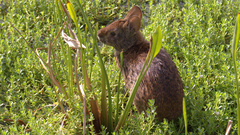 Sylvilagus palustris