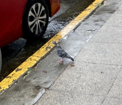 Columba livia domestica