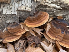 Ischnoderma resinosum