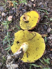 Aureoboletus flaviporus