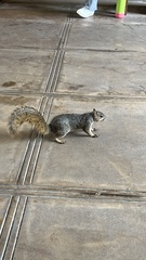 Sciurus niger