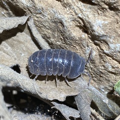 Armadillo officinalis