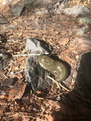 Ariolimax columbianus