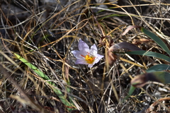 Crocus thomasii