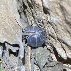 Armadillo officinalis