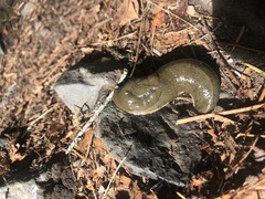 Ariolimax columbianus