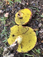 Aureoboletus flaviporus