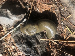 Ariolimax columbianus