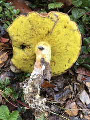 Aureoboletus flaviporus
