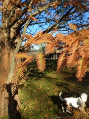 Metasequoia glyptostroboides