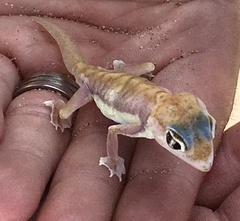Pachydactylus rangei