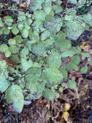 Symphoricarpos albus