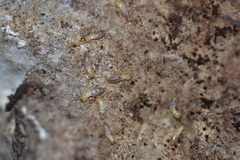 Reticulitermes urbis