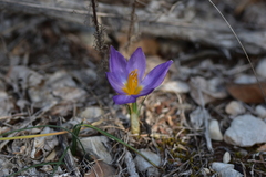 Crocus thomasii