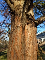 Metasequoia glyptostroboides