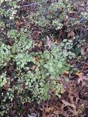 Symphoricarpos albus