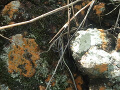 Cryptoblepharus gloriosus