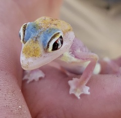 Pachydactylus rangei