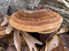 Ischnoderma resinosum