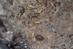 Reticulitermes urbis