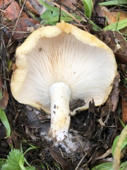Lactarius alnicola