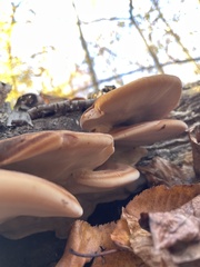 Ischnoderma resinosum