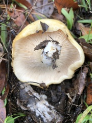 Lactarius alnicola