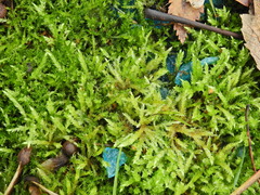 Calliergonella cuspidata