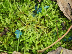 Calliergonella cuspidata