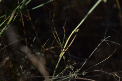 Cyathoselinum tomentosum