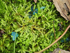 Calliergonella cuspidata