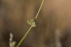 Cyathoselinum tomentosum
