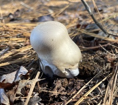 Calvatia craniiformis